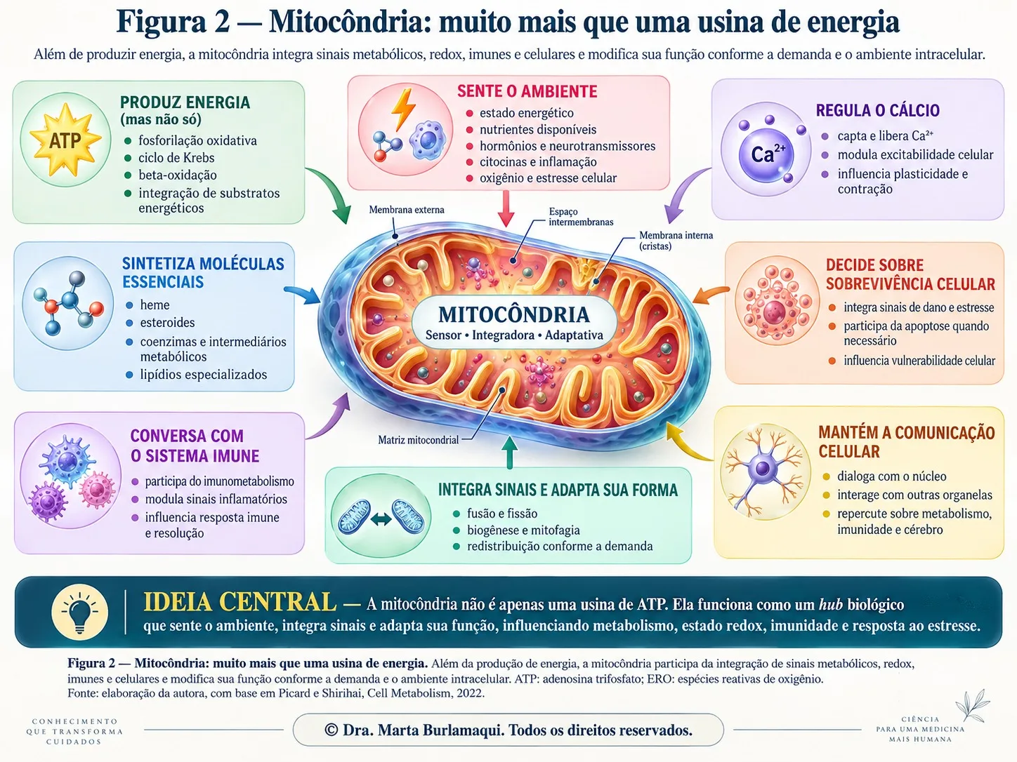Esquema de uma mitocôndria ao centro, cercada por oito funções: produzir energia, sentir o ambiente, regular o cálcio, sintetizar moléculas essenciais, decidir sobre sobrevivência celular, conversar com o sistema imune, integrar sinais e adaptar sua forma, e manter a comunicação celular.