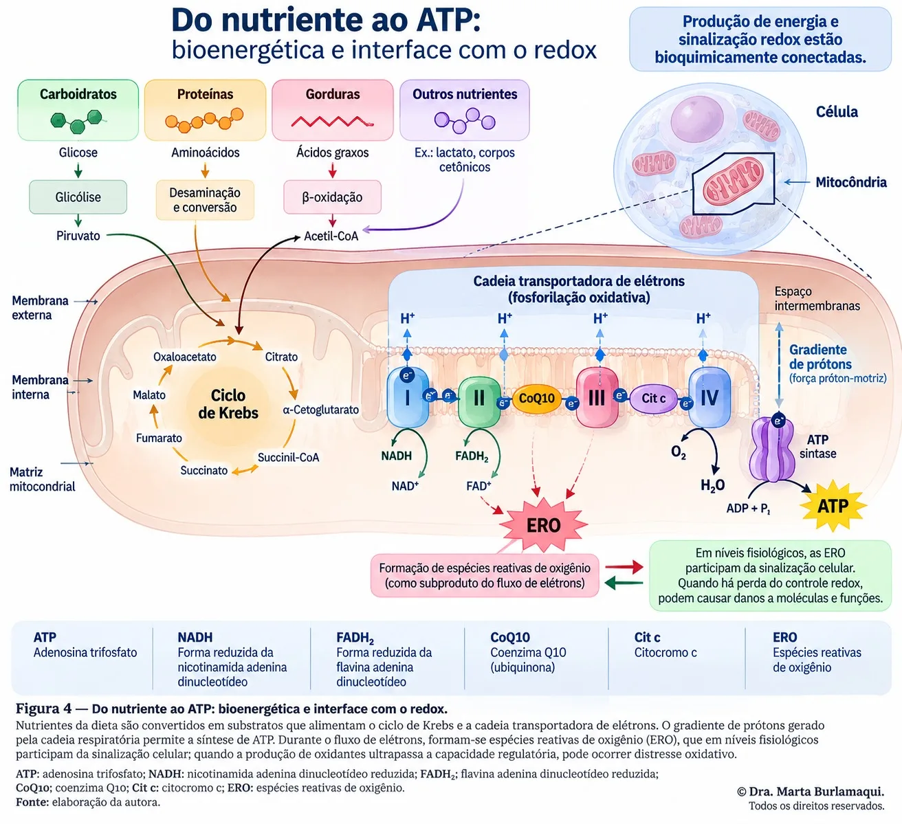 Esquema que parte de carboidratos, proteínas, gorduras e outros nutrientes até o ciclo de Krebs e a cadeia transportadora de elétrons dentro da mitocôndria, mostrando o gradiente de prótons, a ATP sintase e a formação de espécies reativas de oxigênio.