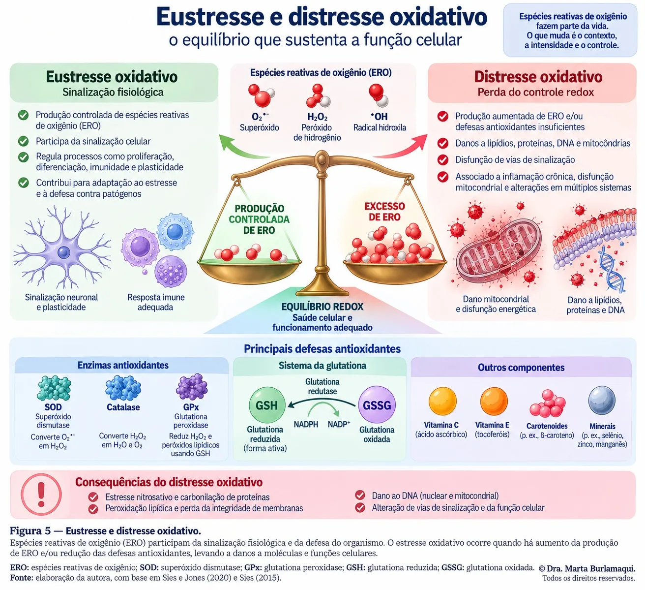 Balança contrapondo produção controlada de espécies reativas de oxigênio, à esquerda, e excesso de espécies reativas, à direita, com um painel inferior sobre as principais defesas antioxidantes e as consequências do distresse oxidativo.