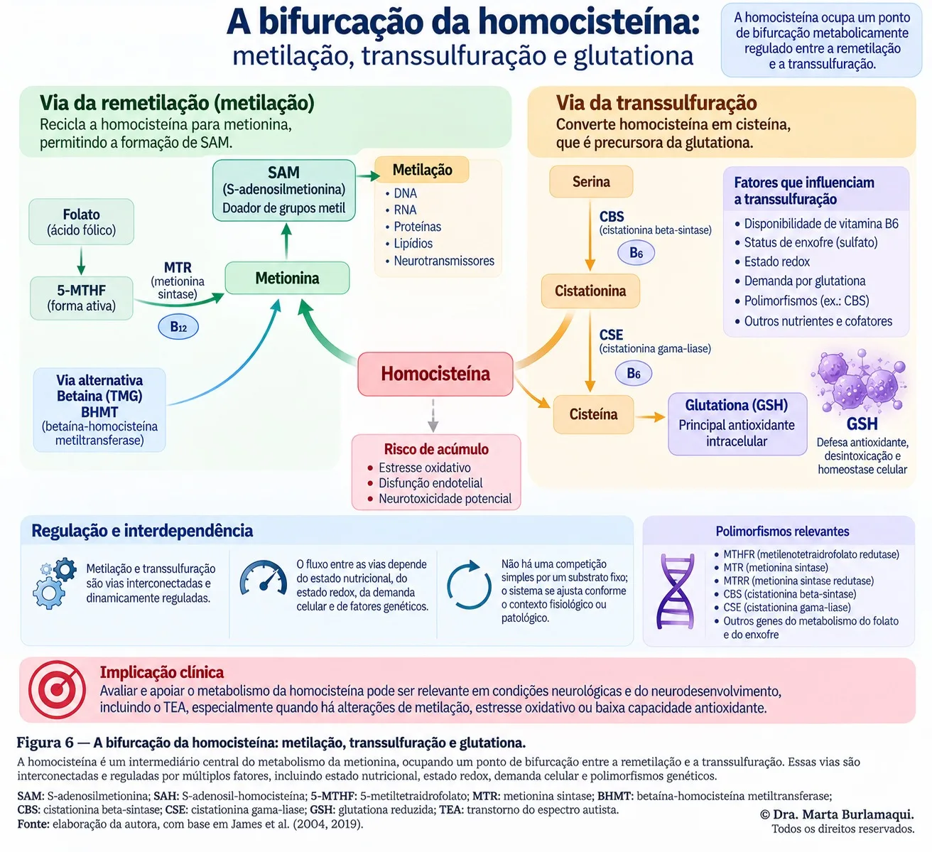 Esquema com a homocisteína ao centro, à esquerda a via da remetilação, que a recicla para metionina, e à direita a via da transsulfuração, que a converte em cisteína, precursora da glutationa.